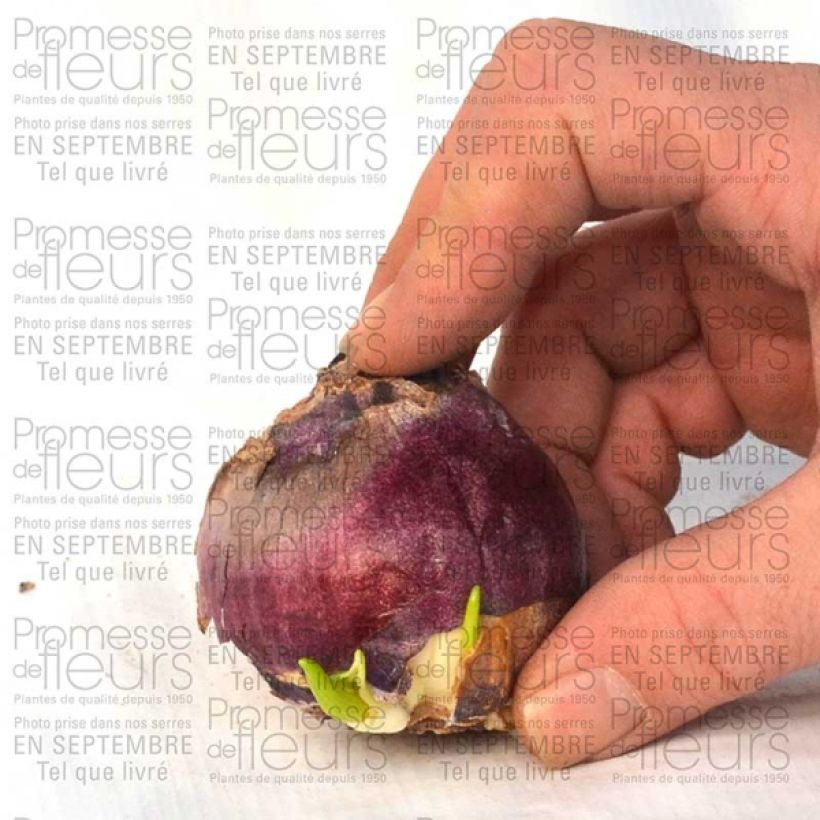 Exemple de spécimen de Narcisse Peach Swirl Bulbe tel que livré