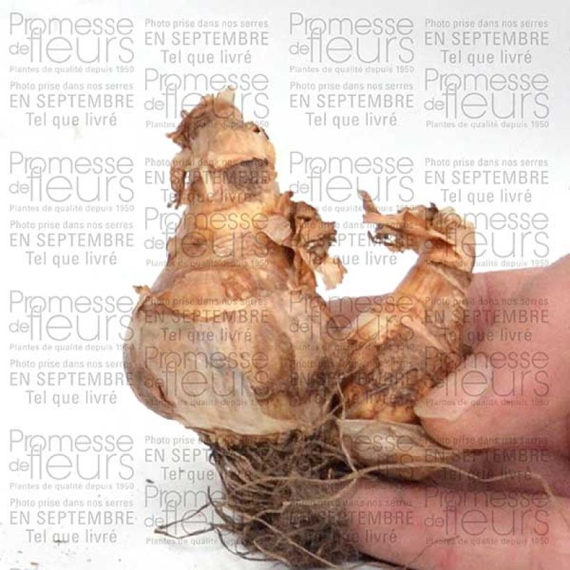 Exemple de spécimen de Narcisse Piper's End Bulbe tel que livré