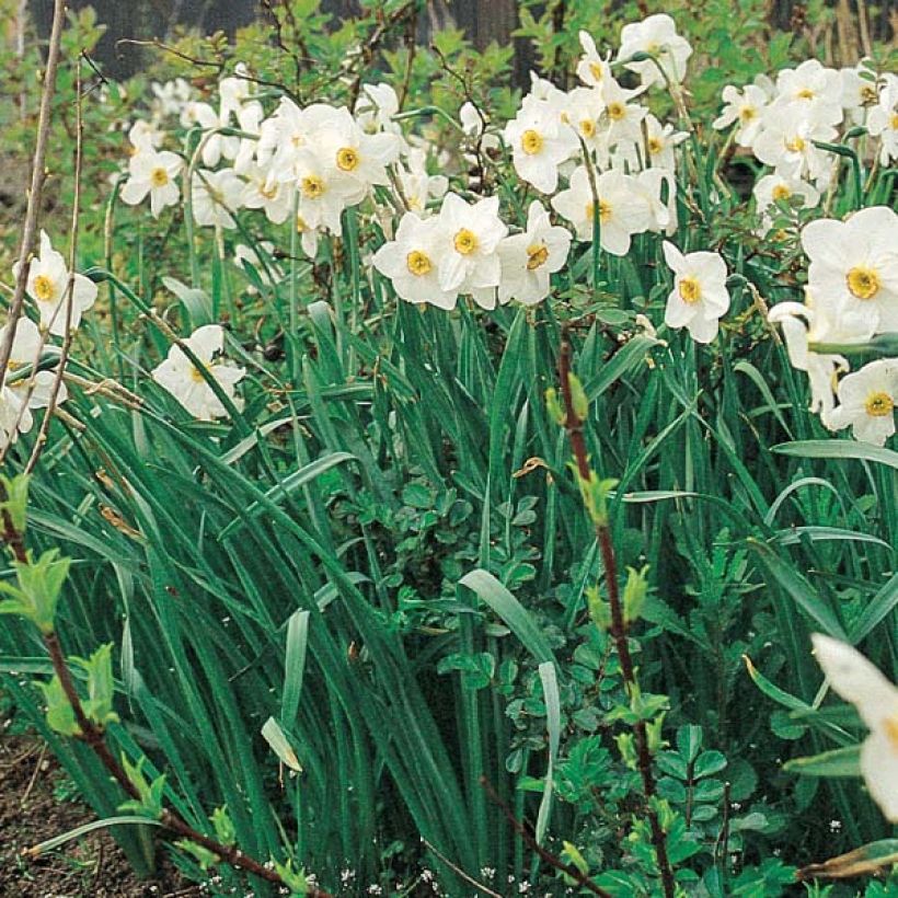 Narcisse poeticus Actaea (Port)