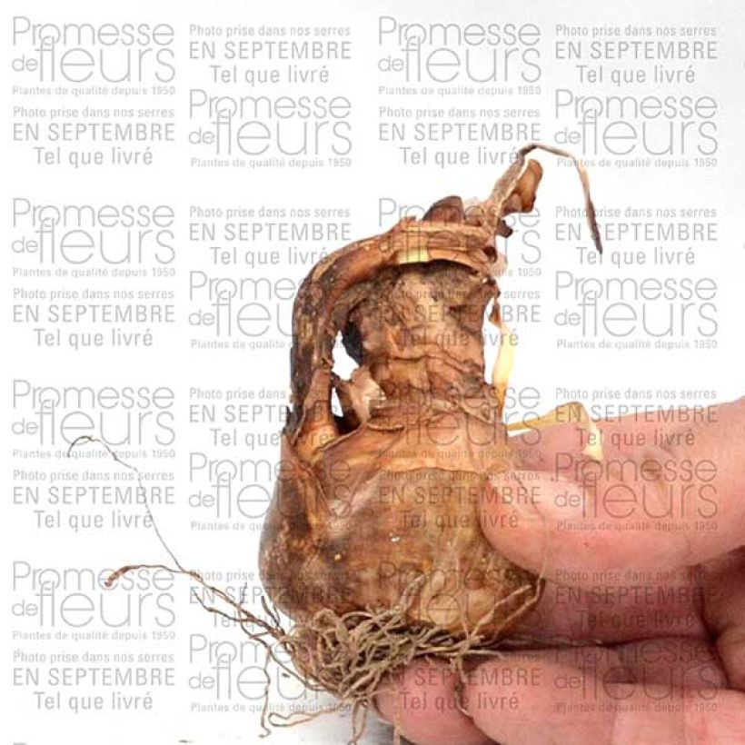 Exemple de spécimen de Narcisse poeticus Albus Plenus Odoratus Bulbe tel que livré