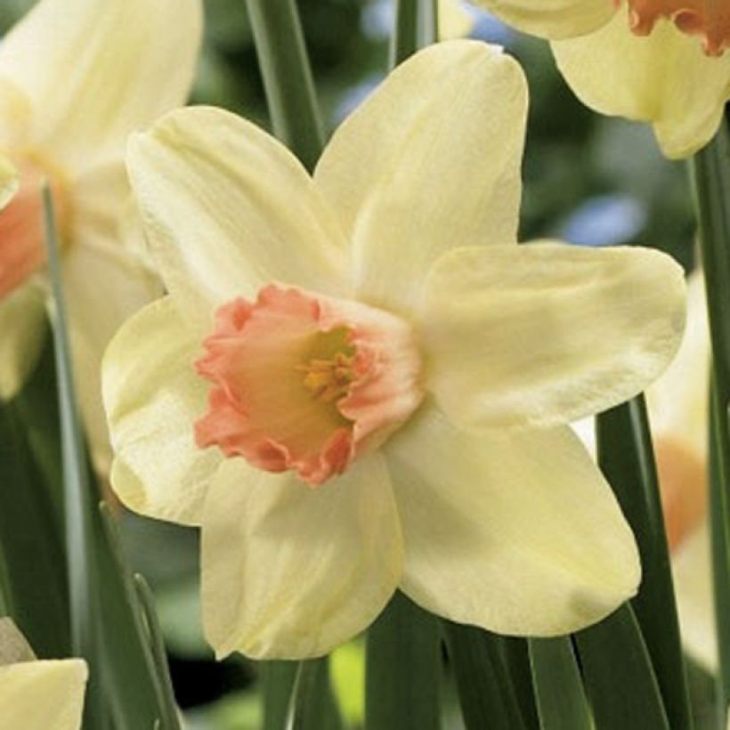 Narcisse Prototype (Floraison)