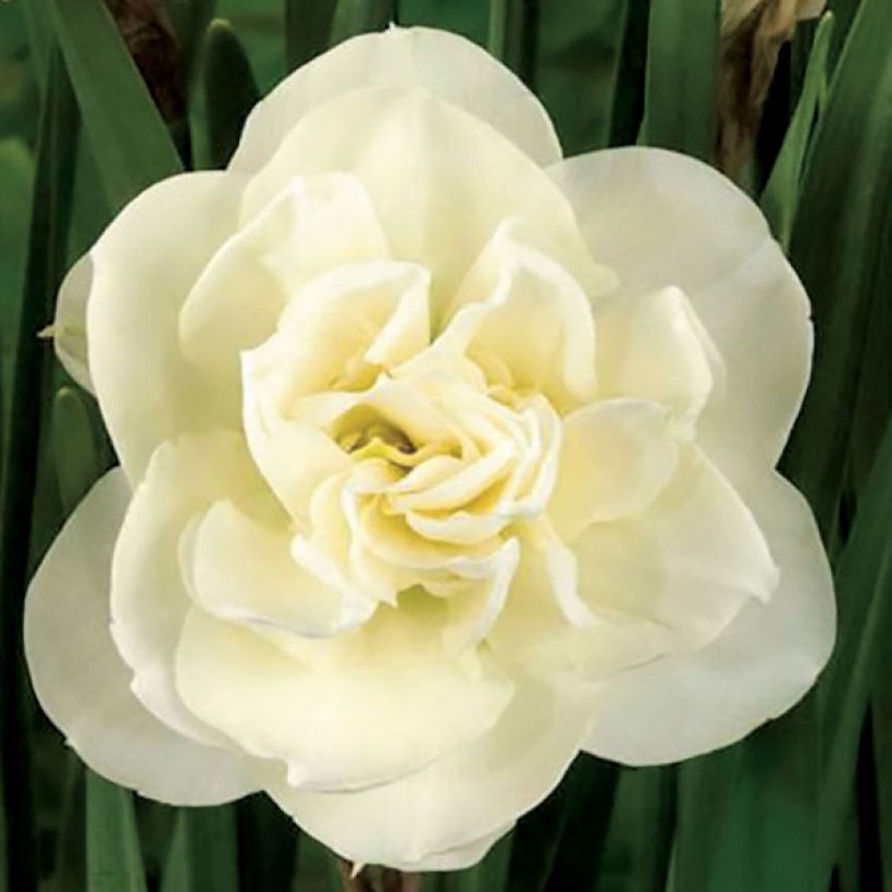 Narcisse Rose of May (Floraison)