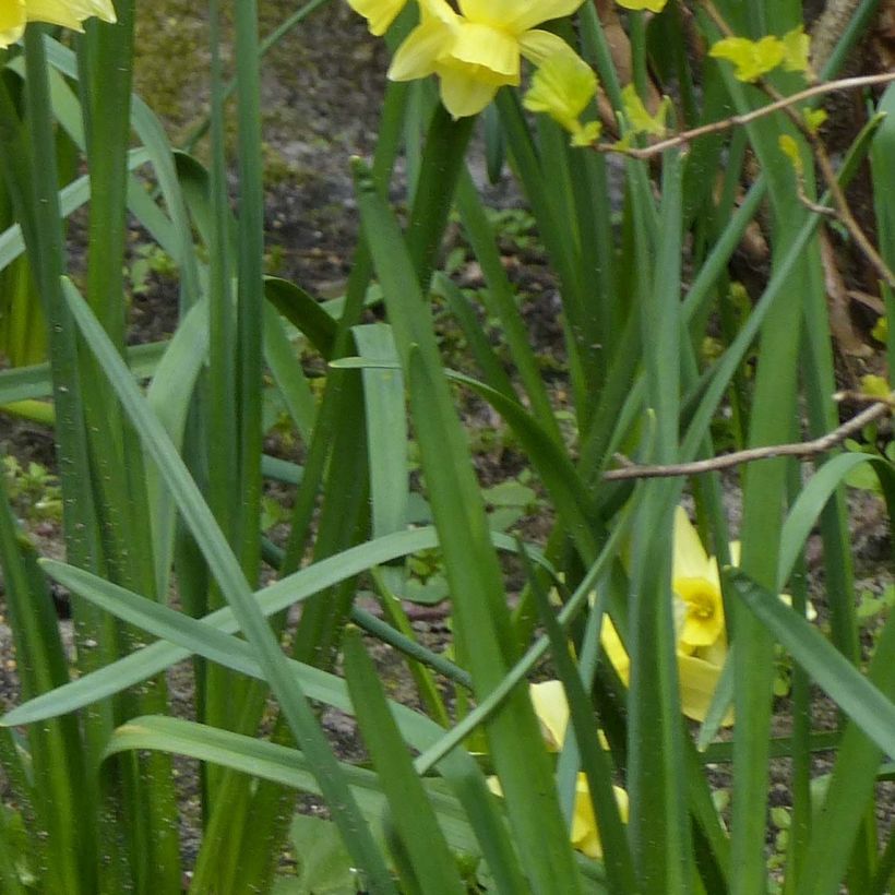 Narcisse Stint (Feuillage)