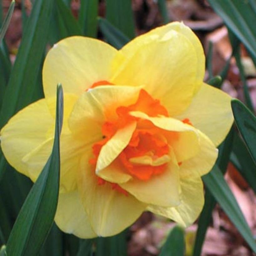 Narcisse Tahiti (Floraison)