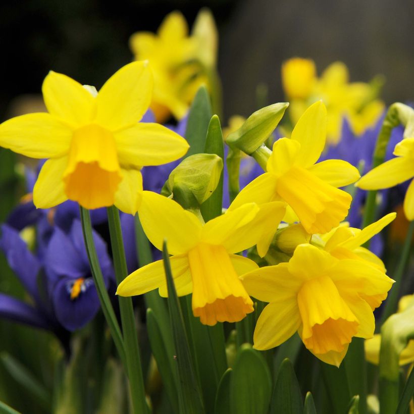 Narcisse Tête à Tête (Floraison)