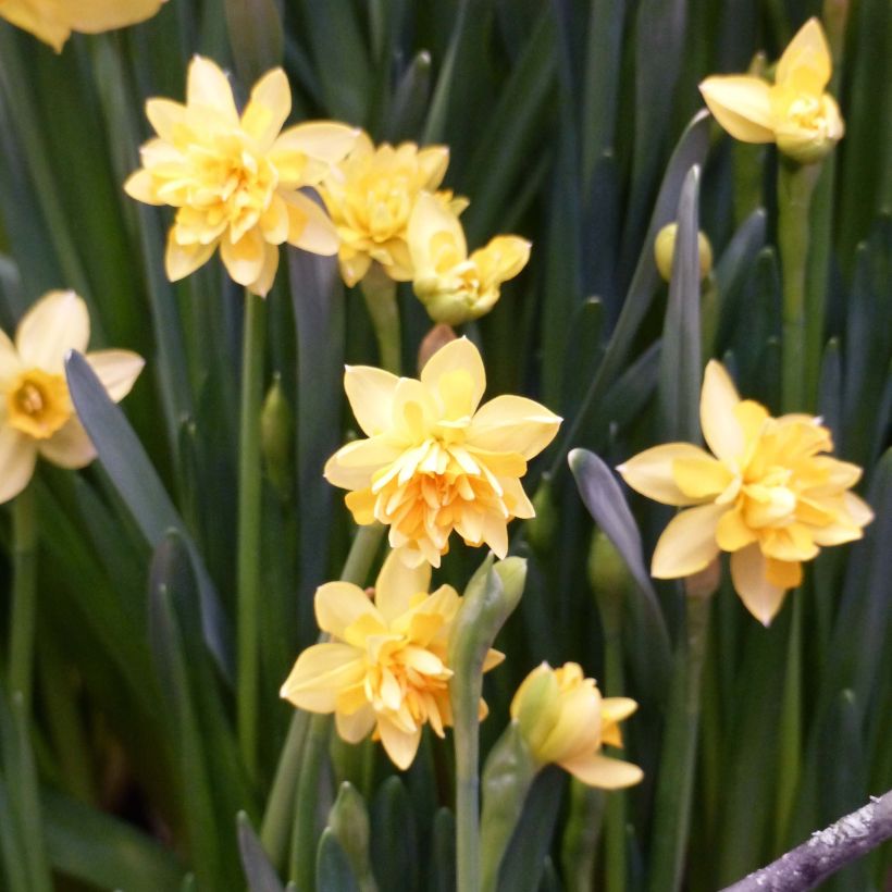 Narcisse Tête Bouclée (Floraison)