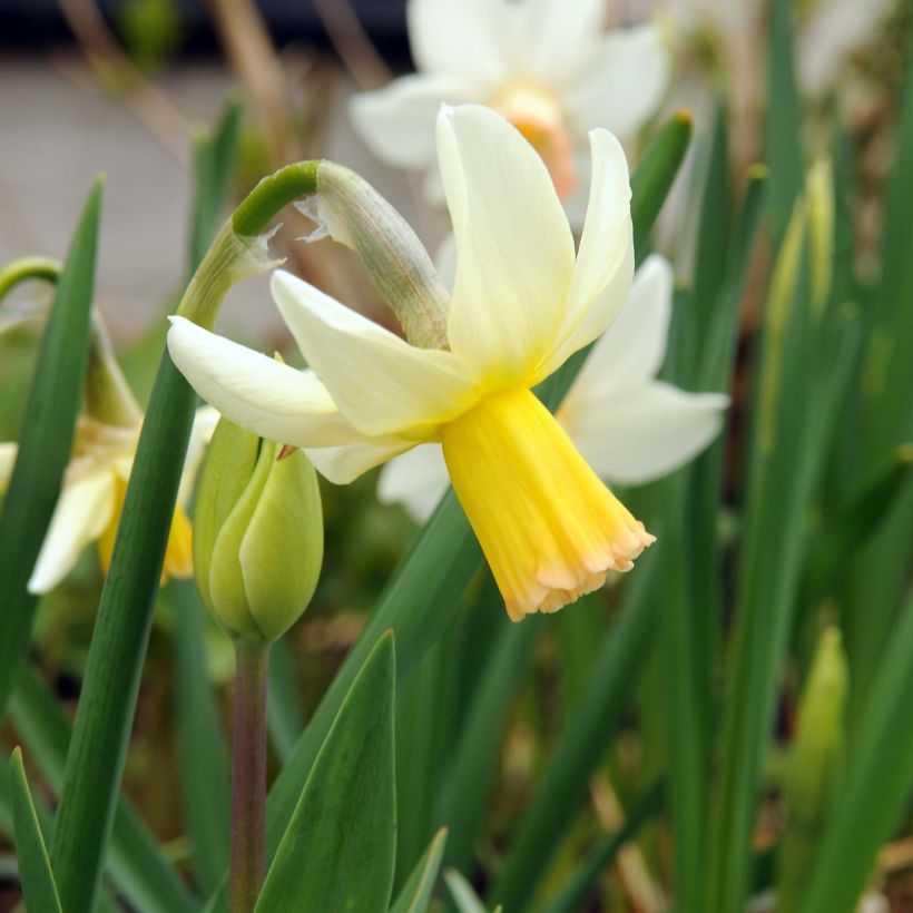 Narcisse Winter Walzer (Floraison)