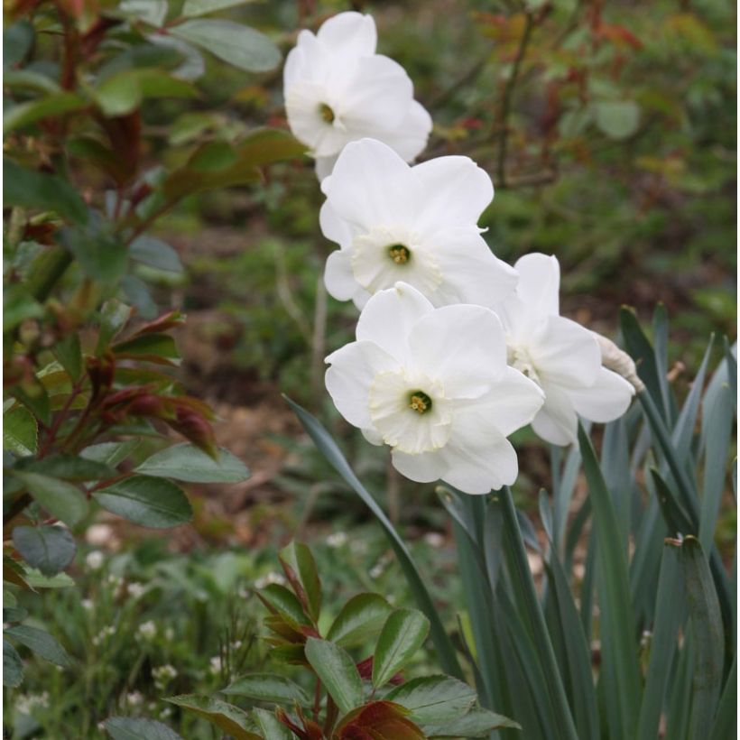 Narcisse Piper's End (Floraison)