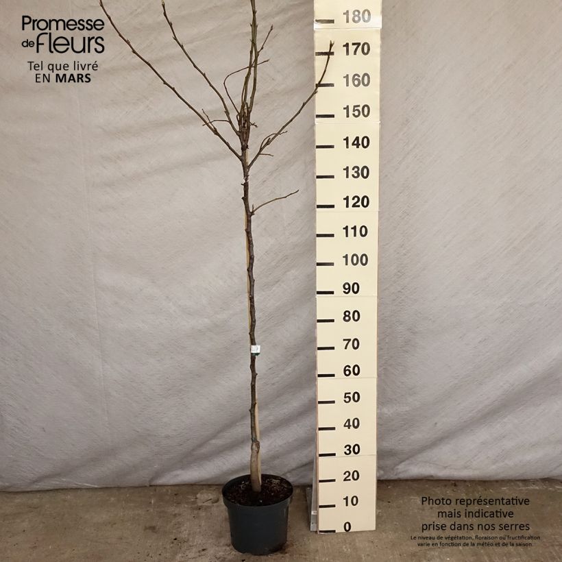 Spécimen de Nashi (Nashi peer) - Pomme-poire en pot de 7.5L/10L tel que livré au printemps