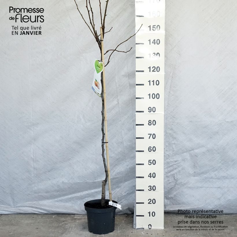 Spécimen de Nashi Niitaka - Pomme-poire Demi-tige en pot de 7,5l/10l tel que livré en hiver