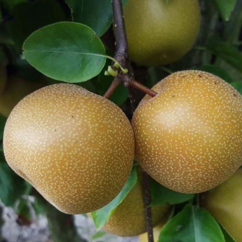 Nashi Nijisseiki - Pomme-poire (Récolte)