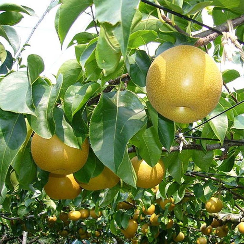 Nashi Nijisseiki - Pomme-poire (Feuillage)