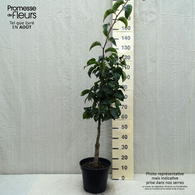 Spécimen de Nashi Nijisseiki - Pomme-poire Pot de 7,5L/10L tel que livré en été