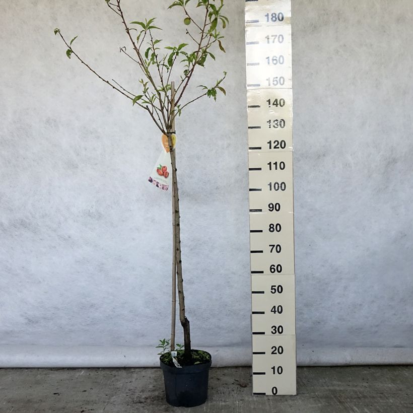 Spécimen de Nectarinier à fruits plats Flateryna - Prunus persica nucipersica Pot de 7,5L/10L, Demi-Tige, Demi-tige tel que livré en été