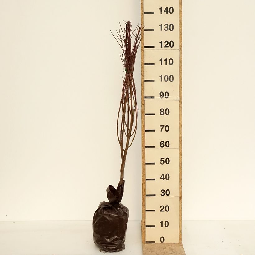 Spécimen de Nectarinier Mesembrine (plate) - Georges Delbard Motte "Prêt-à-planter", Gobelet, env. 110/+cm tel que livré au printemps