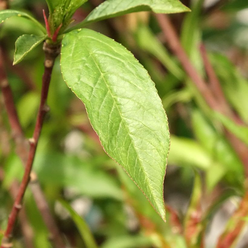 Nectarinier Morton (Feuillage)
