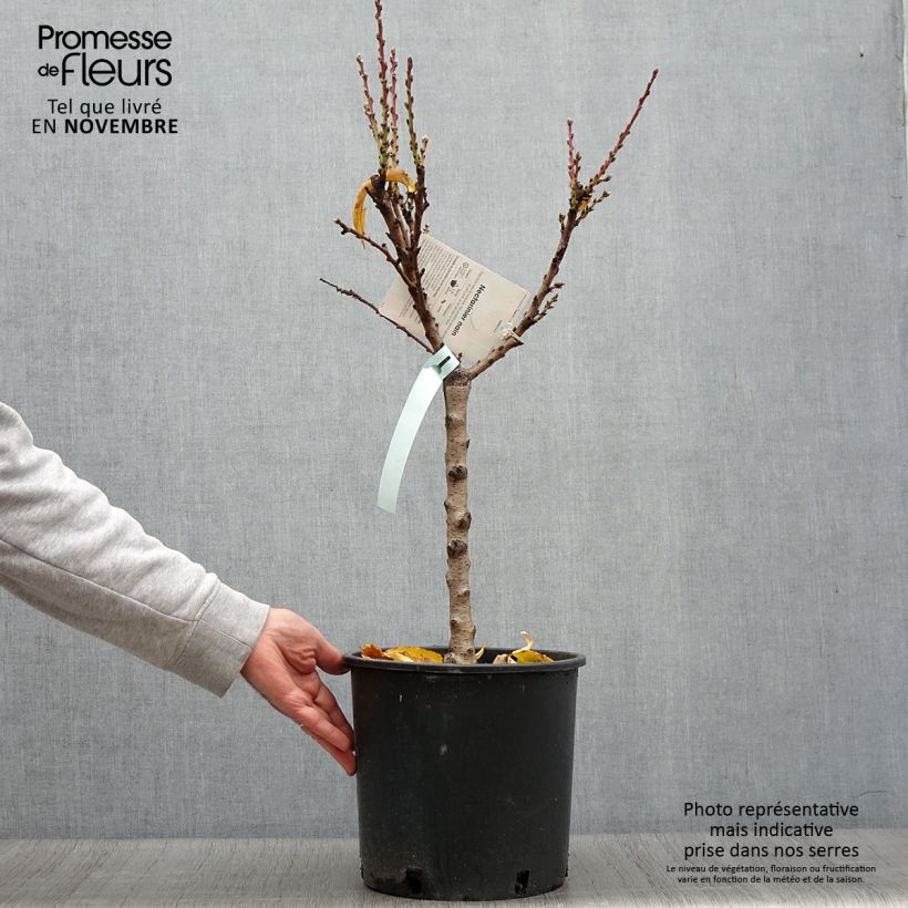 Spécimen de Nectarinier nain Rubis Necta Zee Pot de 7,5L/10L, Nain, Tige de 40 cm tel que livré en automne