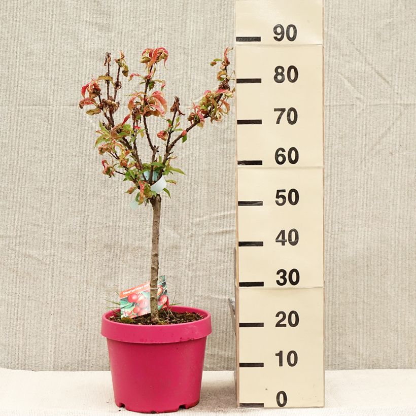 Spécimen de Nectarinier nain Rubis Necta Zee en pot de 7.5L/10L tel que livré au printemps