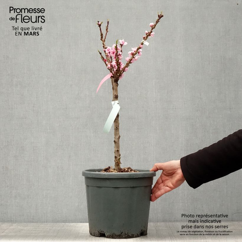 Spécimen de Nectarinier nain Snow Baby en pot de 6L tel que livré au printemps