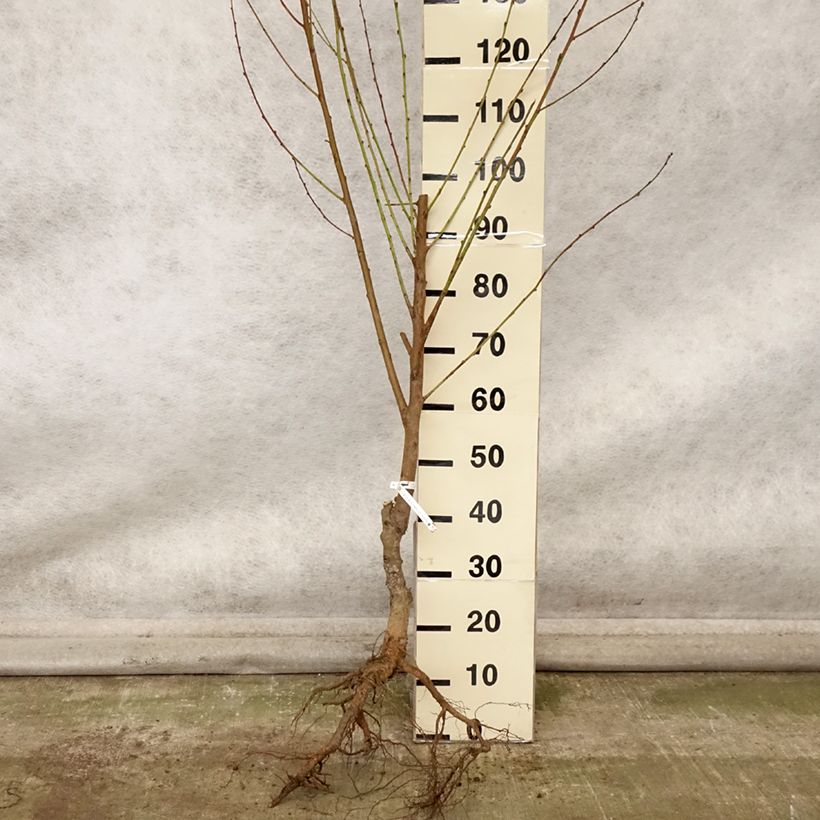 Spécimen de Nectarinier Nectared - Prunus persica nucipersica Racines nues, Gobelet tel que livré en automne
