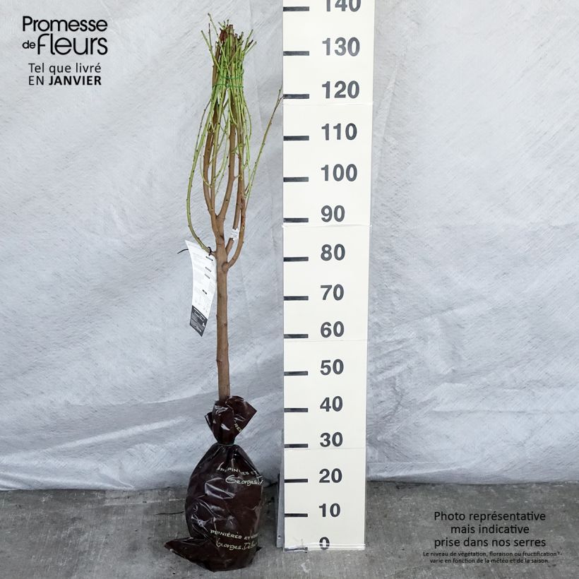 Spécimen de Nectarinier Mesembrine (plate) - Georges Delbard Motte "Prêt-à-planter", Gobelet, Greffé sur Prunus Rubira/Montclar®  ou Missour tel que livré en hiver