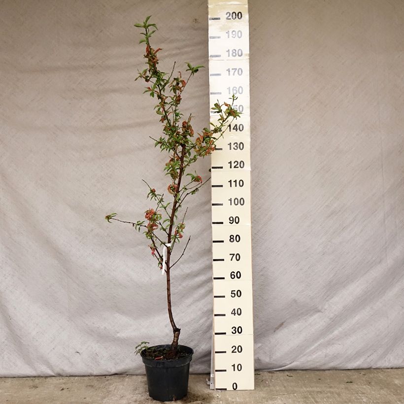 Spécimen de Nectarinier - Prunus persica nucipersica Nectarose Pot de 7,5L/10L tel que livré au printemps