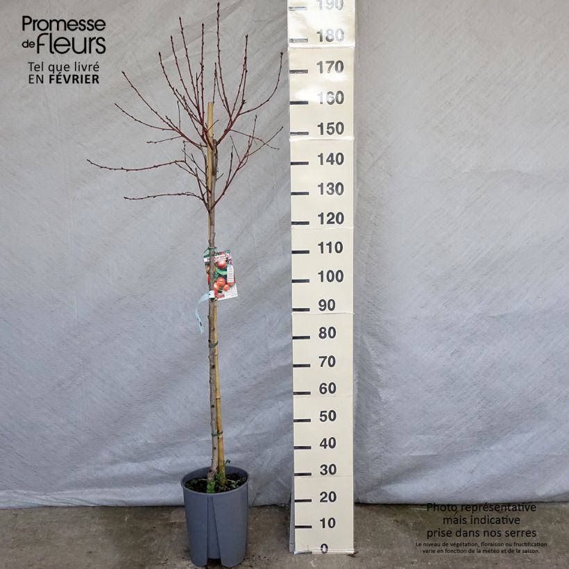 Spécimen de Nectarinier - Prunus persica nucipersica Plat Pot de 7,5L/10L, Demi-Tige, Demi-tige tel que livré en hiver