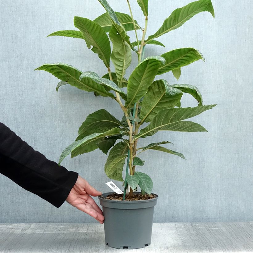 Spécimen de Néflier du Japon - Eriobotrya japonica Pot de 3L/4L tel que livré en automne