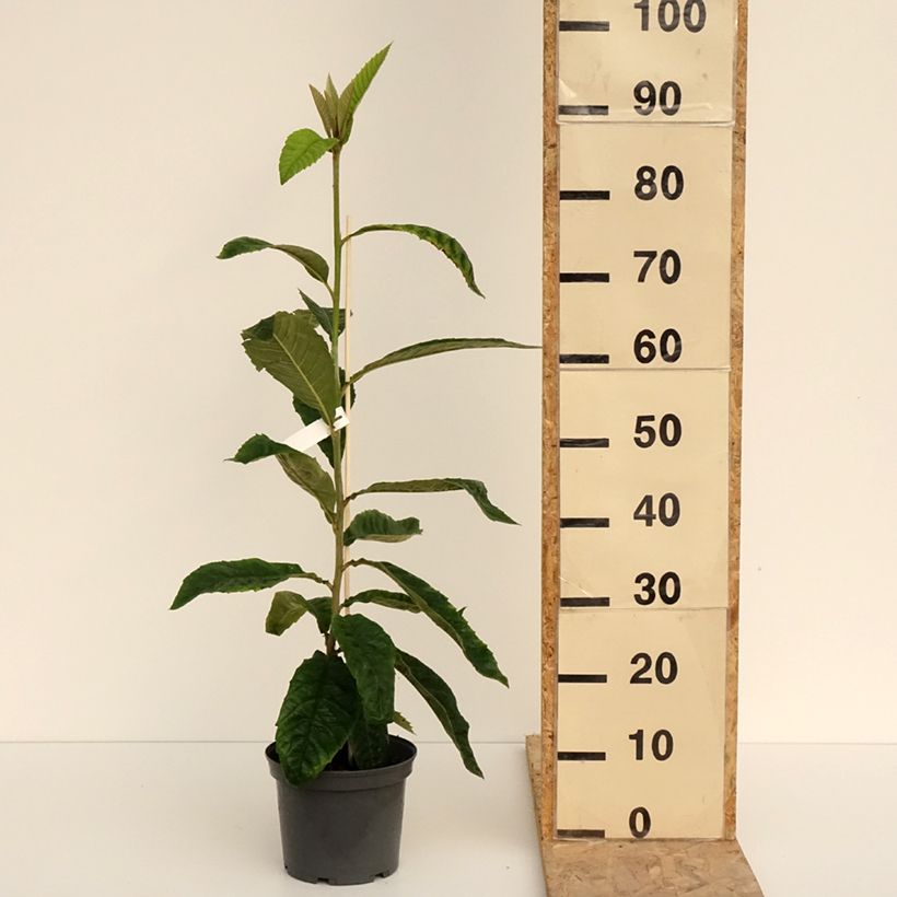 Spécimen de Néflier du Japon - Eriobotrya japonica en pot de 3L/4L tel que livré au printemps