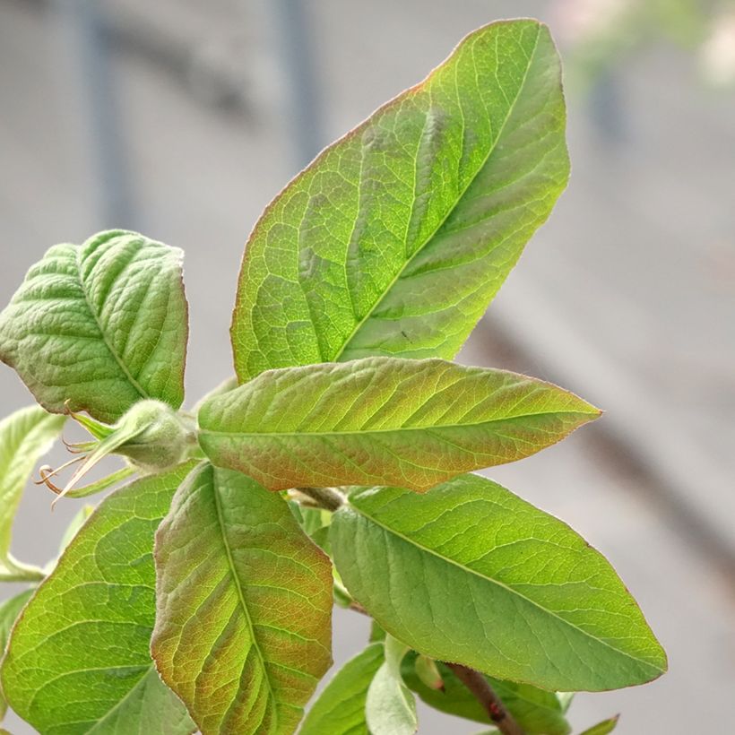 Néflier Géant de Breda - Mespilus germanica Bredase Reus (Feuillage)
