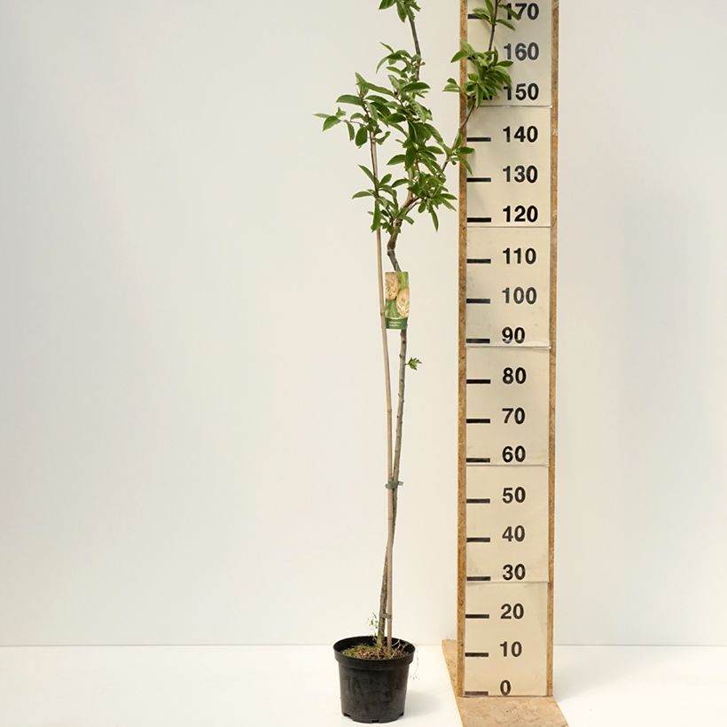Spécimen de Néflier Géant de Breda - Mespilus germanica Bredase Reus Pot de 4L/5L, Tige de 100 cm tel que livré au printemps