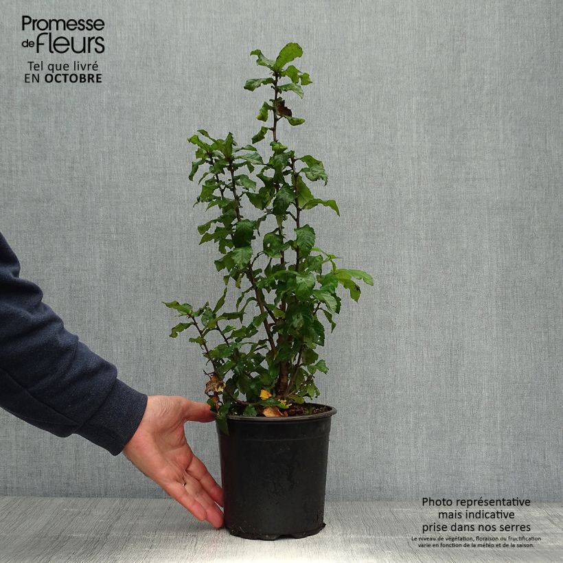 Spécimen de Néflier - Mespilus germanica Pot de 2L/3L tel que livré en automne