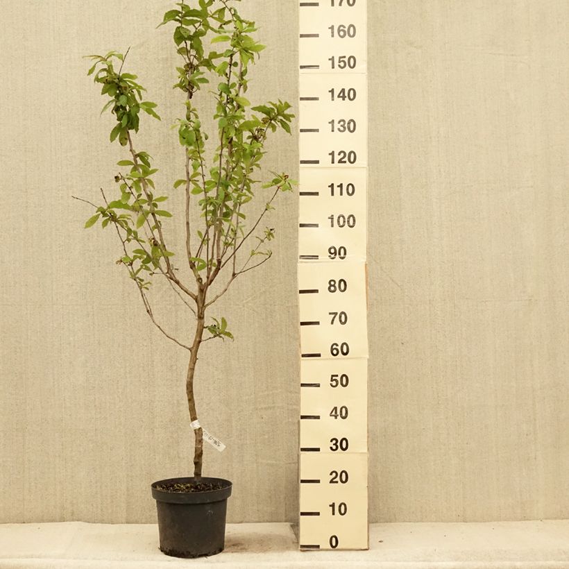 Spécimen de Néflier - Mespilus germanica Pot de 7,5L/10L tel que livré en été