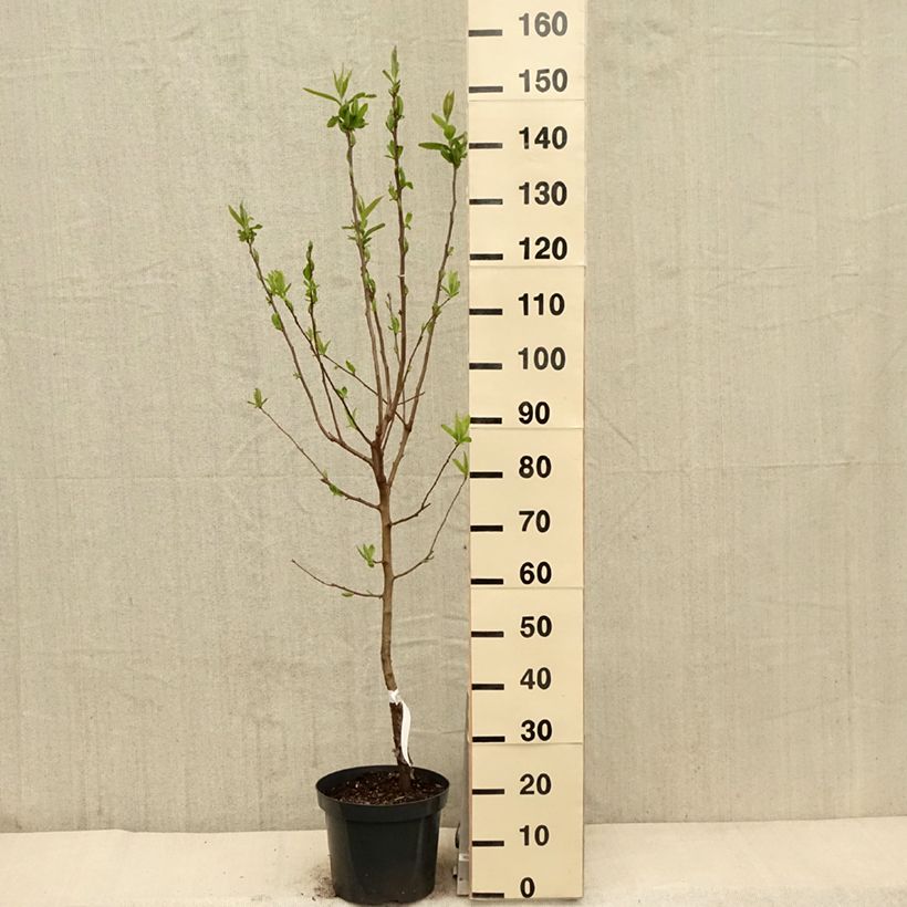 Spécimen de Néflier - Mespilus germanica en pot de 7.5/10L  tel que livré au printemps