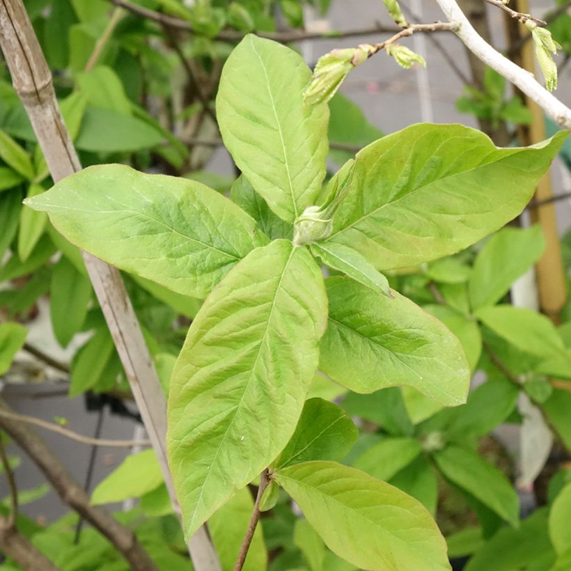 Néflier - Mespilus germanica (Feuillage)