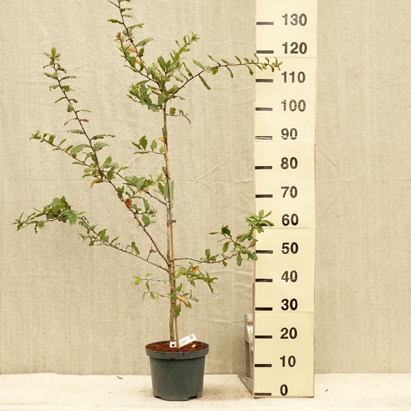 Spécimen de Néflier Westerveld - Mespilus Germanica Pot de 4L/5L tel que livré en été