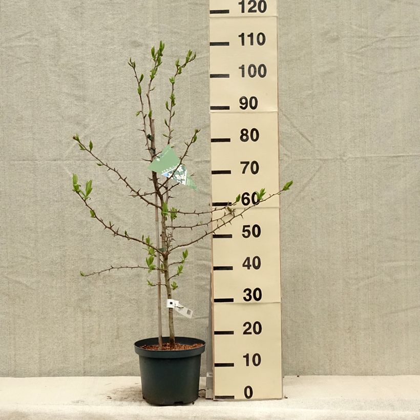 Spécimen de Néflier Westerveld - Mespilus Germanica Pot de 4L/5L tel que livré au printemps