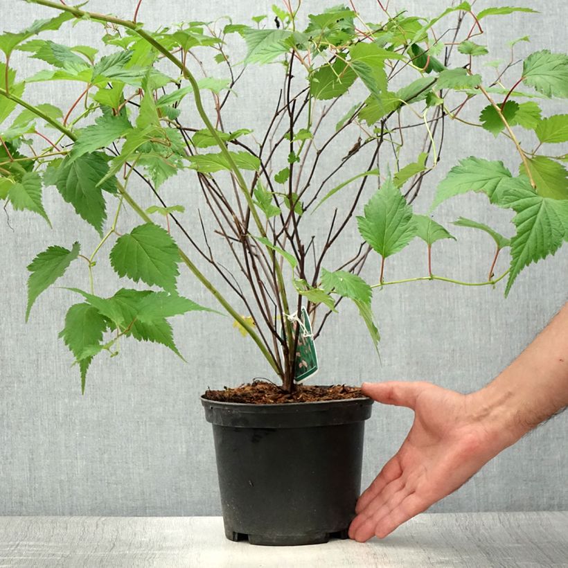 Spécimen de Neillia affinis Pot de 2L/3L tel que livré en été