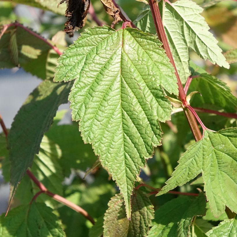 Neillia thibetica - Fausse-spirée du Tibet (Feuillage)