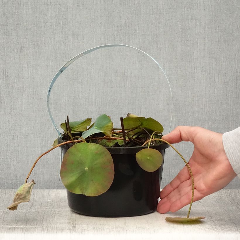 Spécimen de Nelumbo nucifera White - Lotus des Indes blanc Pot de 3L/4L tel que livré en été