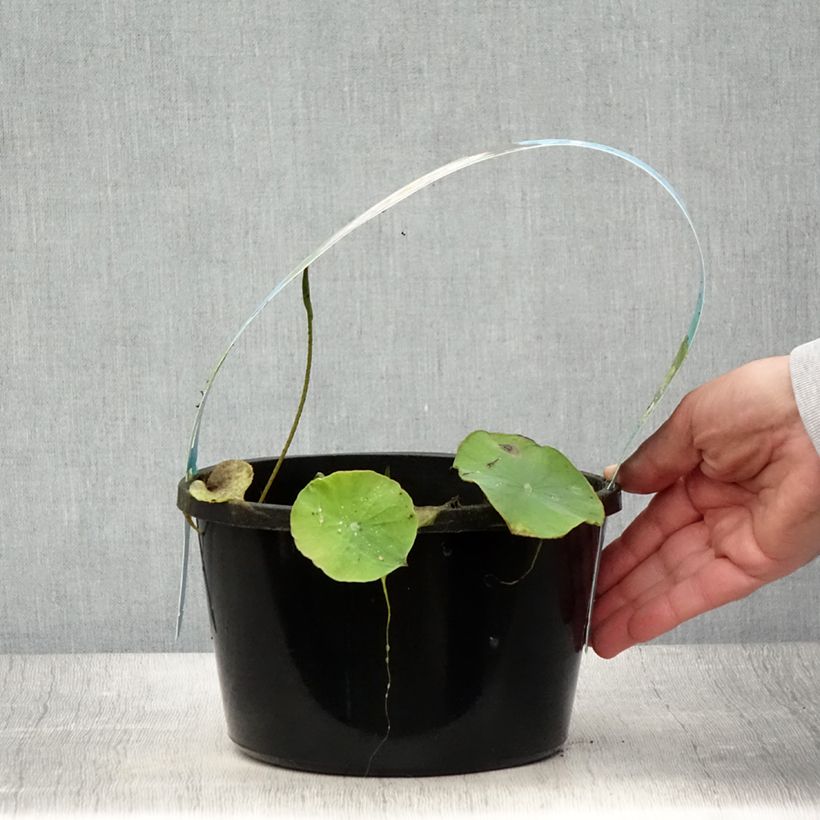 Spécimen de Nelumbo Pygmaea Pink - Lotus nain double rose clair Pot de 3L/4L tel que livré en été