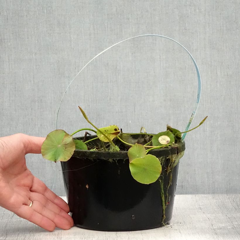 Spécimen de Nelumbo Pygmaea White - Lotus nain blanc Pot de 3L/4L tel que livré en été