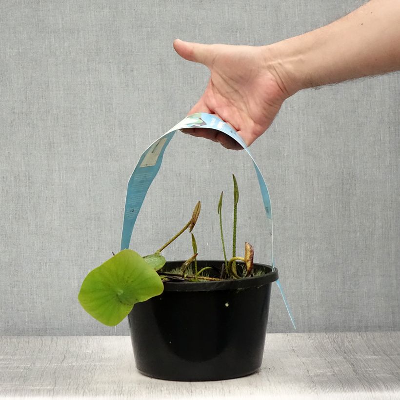 Spécimen de Nelumbo Pygmaea Yellow - Lotus nain jaune Pot de 3L/4L tel que livré en été