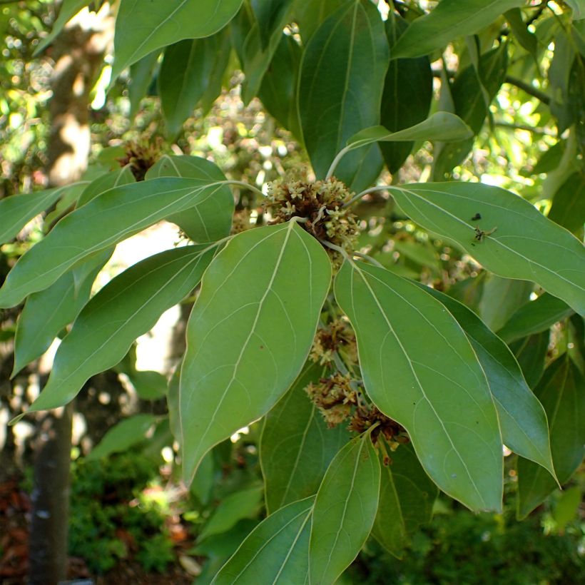 Neolitsea sericea (Feuillage)