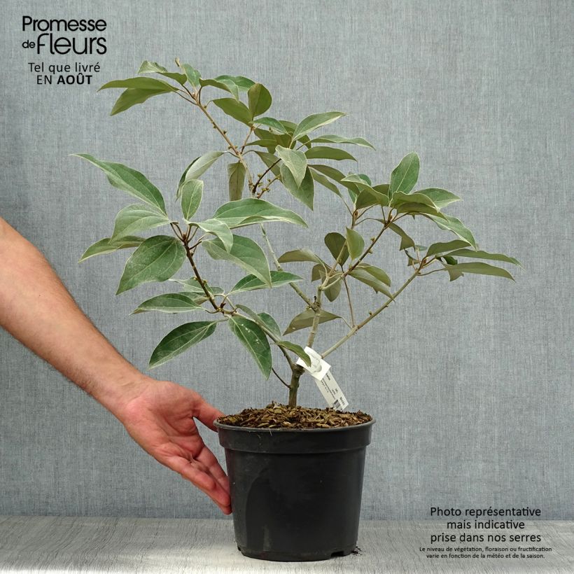 Spécimen de Neolitsea sericea Pot de 4L/5L tel que livré en été