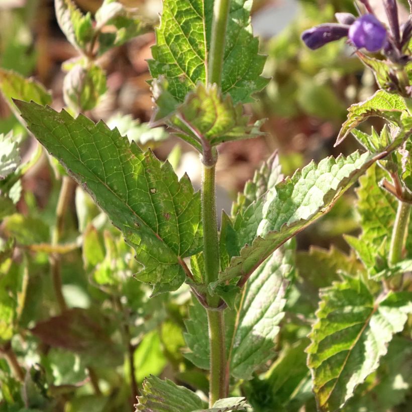 Nepeta Blue Dragon - Nepeta à fleurs bleu-violet (Feuillage)