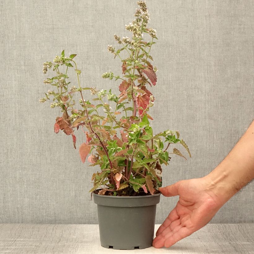 Spécimen de Nepeta cataria Citriodora - Chataire citron. Pot de 1,5L/2L tel que livré en été