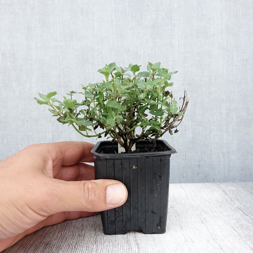 Spécimen de Nepeta faassenii Cat’s Meow - Chataire  Godet de 8/9 cm tel que livré en été