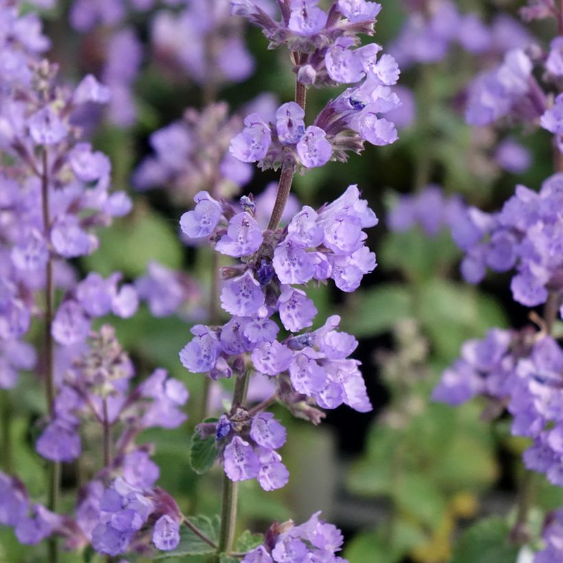 Nepeta faassenii Cat's Pajamas (Floraison)