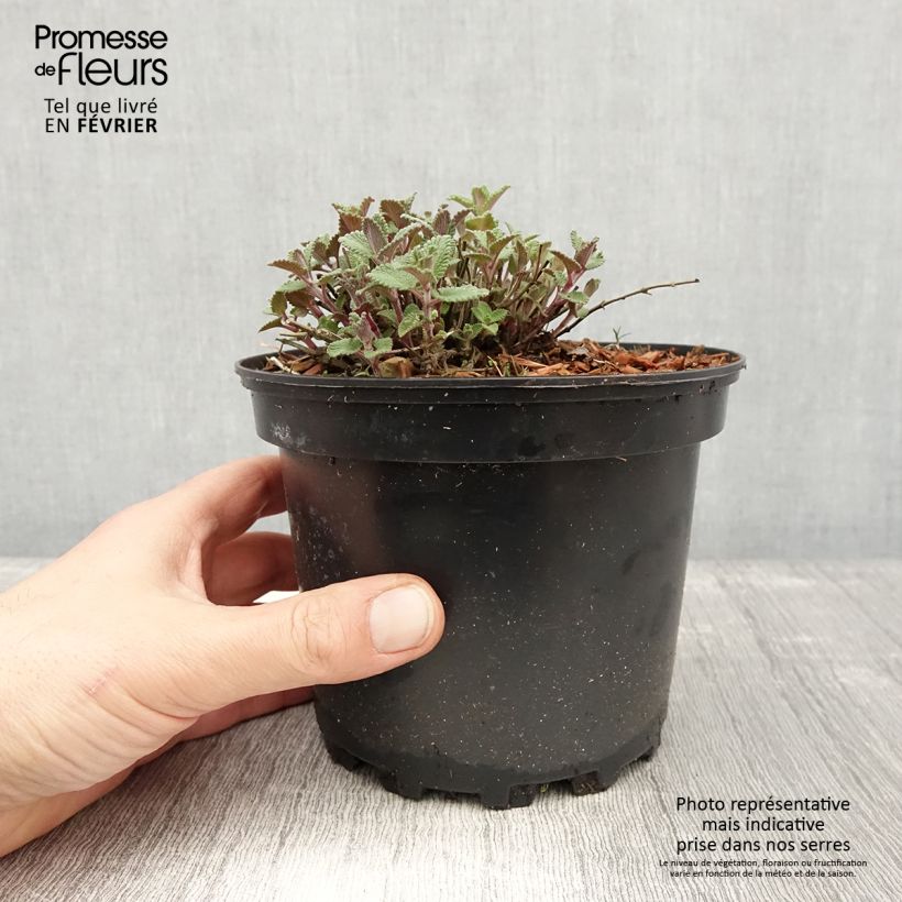 Spécimen de Nepeta faassenii - Népéta hybride Pot de 2L/3L tel que livré en hiver